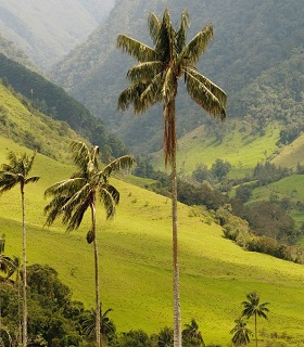 Rondreis Intens Colombia Cocora vallei